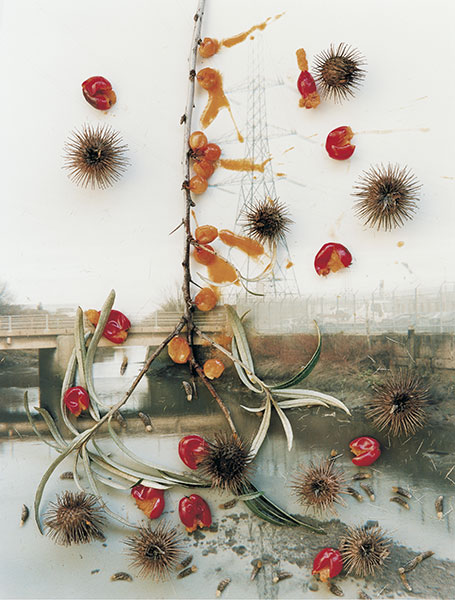 Stephen Gill – Hackney Flowers (notes) – Digital Image and Culture